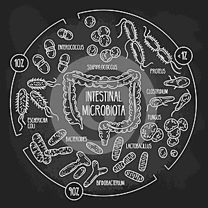 Vector chalk infographics of the human intestinal flora on the blackboard