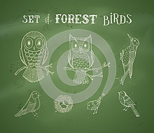 Vector chalk set of forest birds on blackboard background.