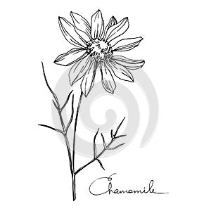 Vector Chamomile floral botanical flower. Black and white engraved ink art. Isolated flowers illustration element.