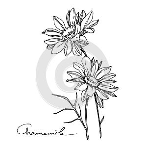 Vector Chamomile floral botanical flower. Black and white engraved ink art. Isolated flowers illustration element.