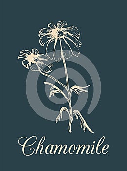 Vector chamomile illustration. Hand drawn botanical sketch of plant in engraving style. Medicinal, cosmetic daisy