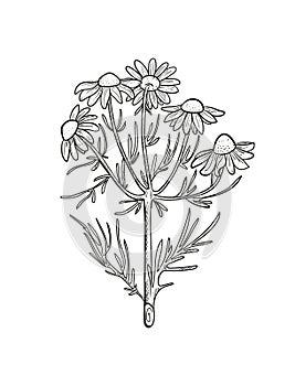 Vector chamomile sketch. Matricaria chamomilla medicinal plant hand drawn illustration.