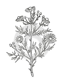 Vector chamomile sketch. Matricaria chamomilla medicinal plant hand drawn illustration. Botanical engraved art daisy