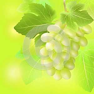 Vector champagne bottle, glass and grape on summer blur background. Created with gradient meshes.