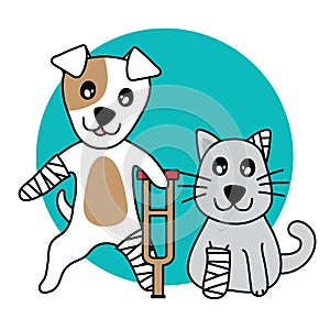 Vector character dog and cat hurt, leg broken on white background.