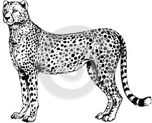 Vector Cheetah, guepard wild cats illustration