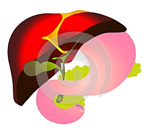 Vector cheme hepatitis B,HBV. Biliary system