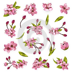 Vector cherry blossom tree elements for design