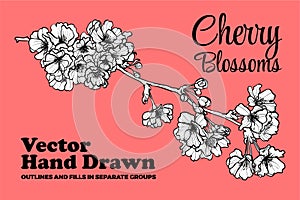Vector hand drawn cherry blossoms.