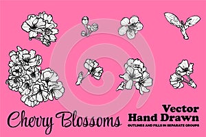 Vector hand drawn cherry blossoms.