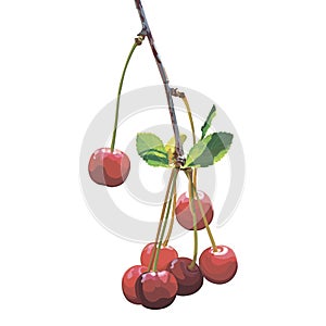 Vector cherry branch