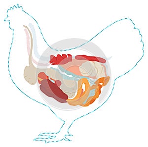 Vector chicken anatomy. digestive system.