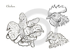Vector chicken breeding hand drawn set.