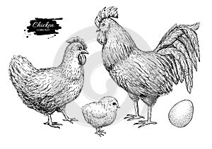 Vector chicken breeding hand drawn set. Engraved Chicken, Roster