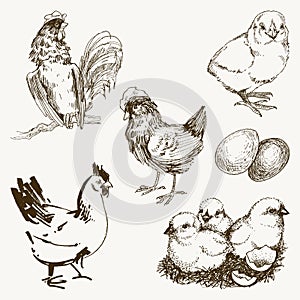 Vector chicken breeding hand drawn set. Engraved Chicken, Roster, baby chick and egg illustrations. Rural natural bird