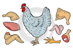 Vector chicken and cutted meat