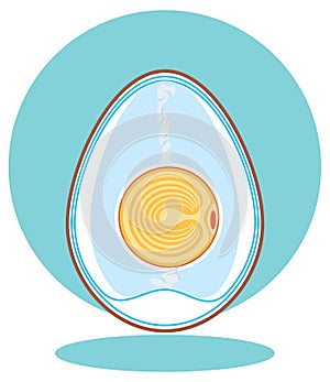 Vector chicken embryo. egg.