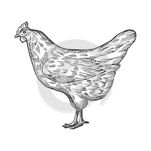 Vector chicken sketch