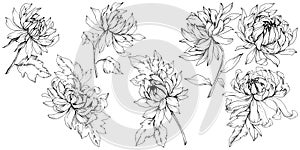 Vector Chrysanthemum floral botanical flowers. Black and white engraved ink art. Isolated flower illustration element.