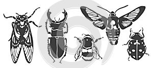 Vector. Cicada, stag beetle, bumblebee, night moth, ladybug