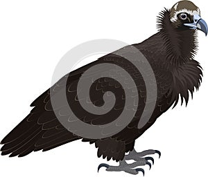 Vector Cinereous vulture Aegypius monachus photo