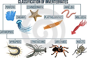 Vector Classification of invertebrates animals. Insect,  arachnids, crustaceans, myriapods, mollusca. Education diagram of biology photo