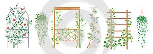 Vector climbing plants frame and creeper stand