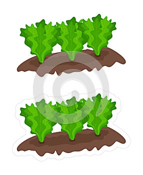 Vector clipart garden beds with growing lettuce isolated on white background. Cartoon color edible plant die cut outline sticker