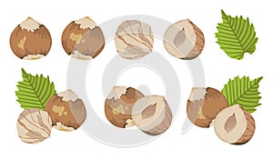 Vector clipart of hazelnuts and leaf. Nut compositions.