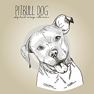 Vector close up portrait of english pitbull. on craft brown background.
