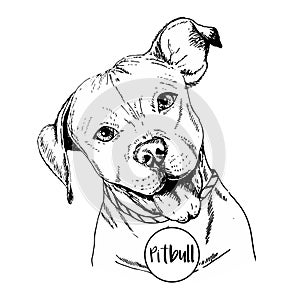 Vector close up portrait of english pitbull. Hand drawn domestic pet dog illustration. Isolated on white background.