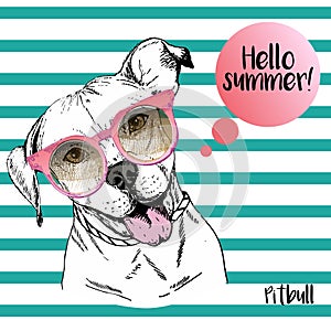 Vector close up portrait of english pitbull wearing the sunglassess. Hello summer.