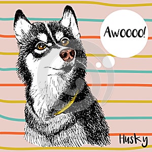 Vector close up portrait of siberian husky. Hand drawn domestic pet dog illustration. Isolated on peach background