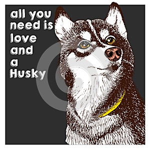 Vector close up portrait of siberian husky, isolated on black square background. All you need is love and a dog.