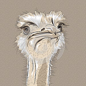 Vector closeup portrait of funny Ostrich Bird