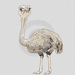 Vector closeup portrait of funny Ostrich Bird