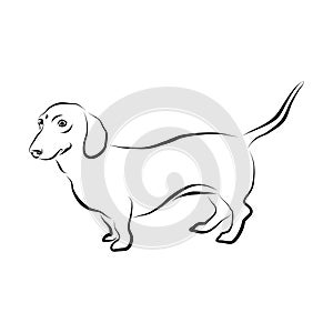 Vector closeup portrait of smooth german Dachshund dog isolated on white background. Popular short-legged, long-bodied, hound-type