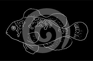 Vector of clownfish Platinum Maroon Fish hand-drawn white outline isolated on black background for colorings. the series of