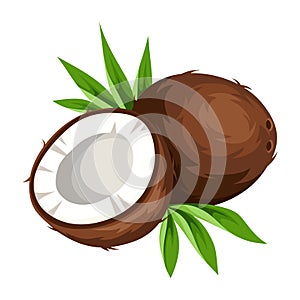 Coconut isolated on white. Vector illustration. photo