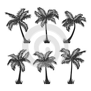 Vector coconut palm trees silhouette set on white