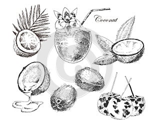 Vector coconuts hand drawn sketch with palm leaf. vintage style detailed ink and pencil illustration