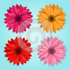 Vector collection of colored realistic gerbera flowers on blue background