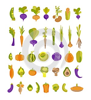 Vector collection with colorful vegetables potatoes, avocado, artichoke, sweet potato and others. Set of 37 illustrations for