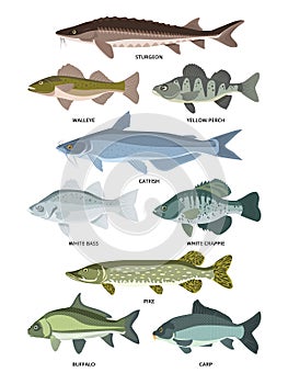 Vector collection of different kinds of freshwater fish