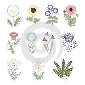 Vector collection of flat cartoon field flowers and herbs