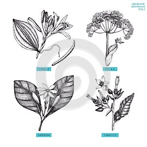 Vector collection of hand drawn Aromatic plants illustration. Perfumery and cosmetics ingredients sketch set.