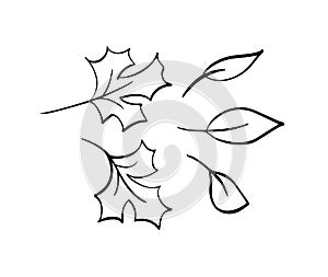 Vector collection of hand drawn autumn leaves. Isolated sketch black and white objects, beautiful fall drawing elements