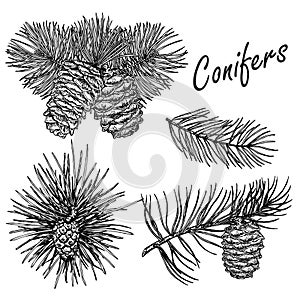 Vector collection of hand drawn conifers illustration