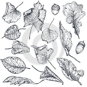 Vector collection of hand drawn dry autumn leaves