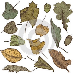 Vector collection of hand drawn dry autumn leaves